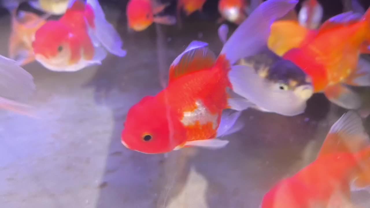 گلدفیش سوپر|ماهی|مشهد, عامل|دیوار