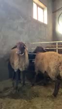 میش هترو همراه بره همو|حیوانات مزرعه|سراب, |دیوار