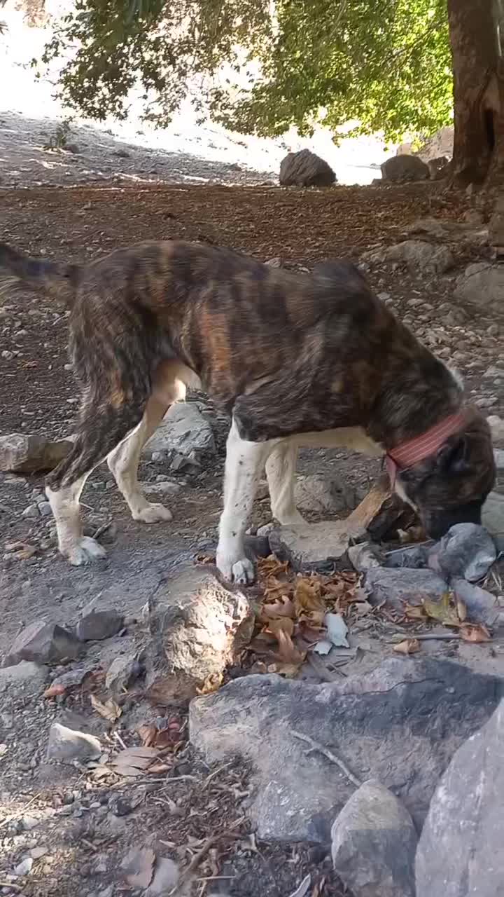 سگ نگهبان|سگ|مشهد, مشکینی (شهرک غرب)|دیوار