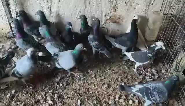 تعدادی نر|پرنده|برازجان, |دیوار