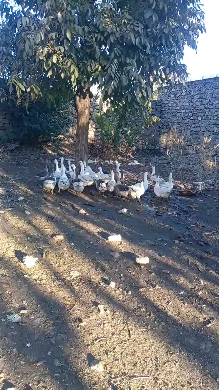 29قازمحلی باخرگوش لپ|حیوانات مزرعه|مریوان, |دیوار