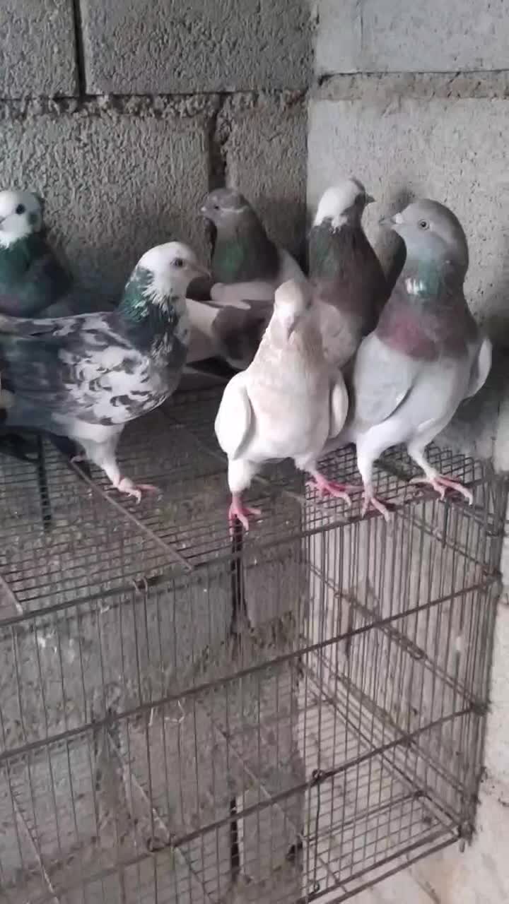 کفتر پرشی یکجایی|پرنده|کهریزک, |دیوار