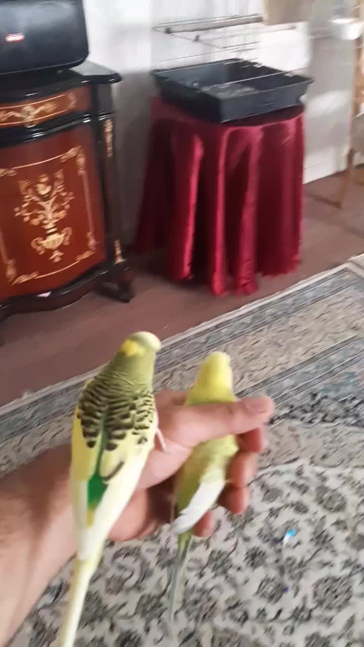 مرغ عشق|پرنده|ری, حمزه‌آباد|دیوار