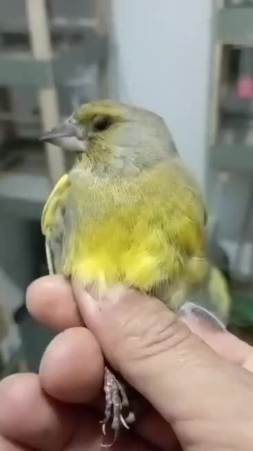 گلبسروسهره سبز وسهره ببری امیدیه|پرنده|بندر ماهشهر, |دیوار