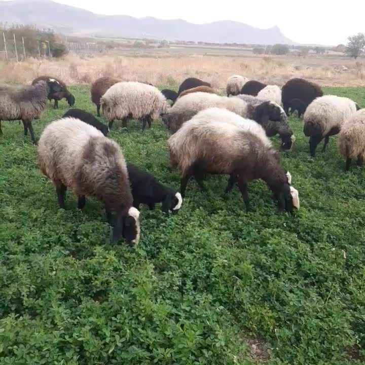 میش شال|حیوانات مزرعه|دینور, |دیوار