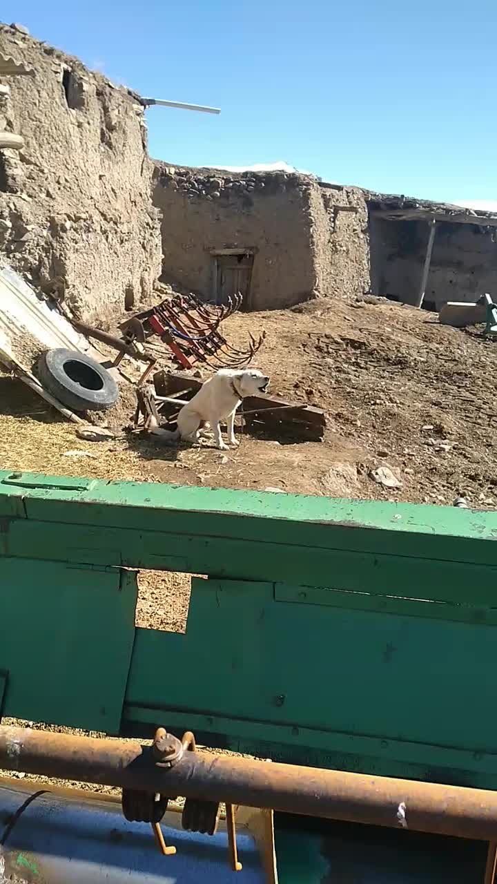 سگ سرابی|سگ|قره پشتلو, |دیوار