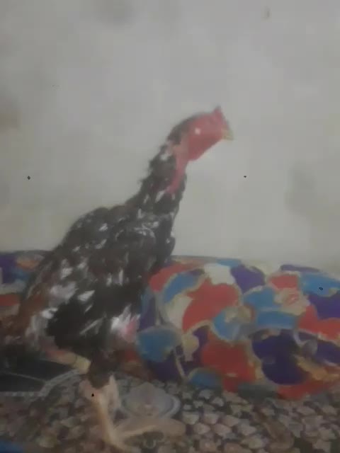 خروس اصیل|حیوانات مزرعه|سراوان, |دیوار