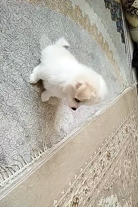 سگ پامر اشپیتز|سگ|صدرا-فارس, فاز ۱|دیوار