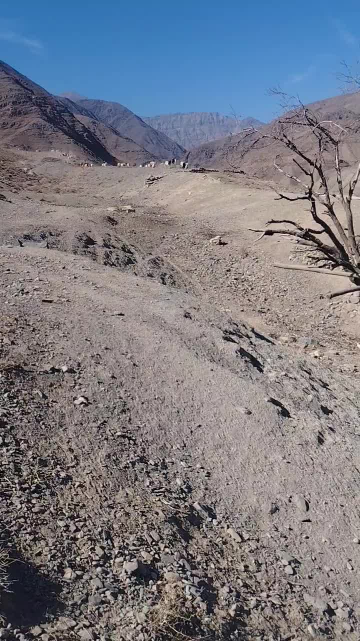 گله گوسفند|حیوانات مزرعه|کرمان, |دیوار