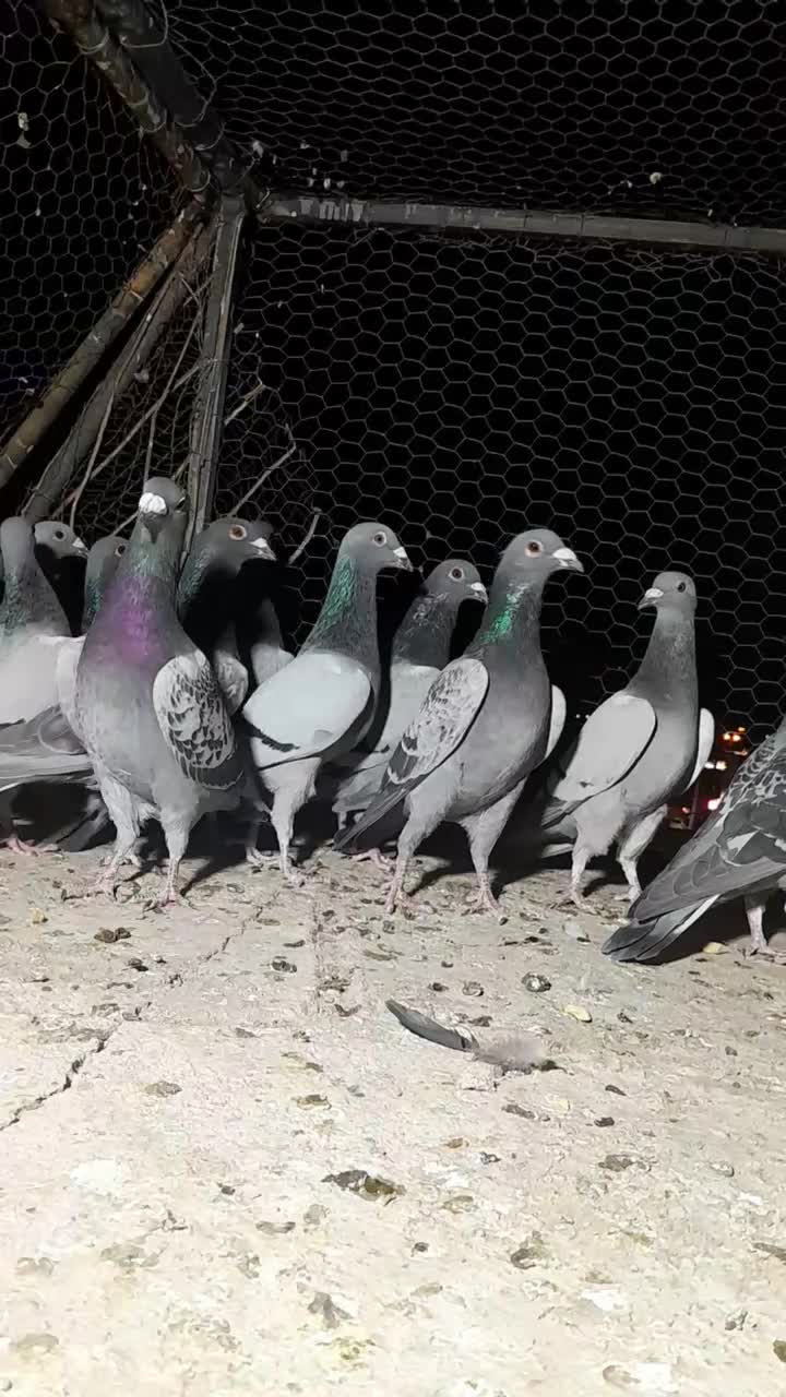کفتر زاجر همه قلدر|پرنده|یزد, |دیوار