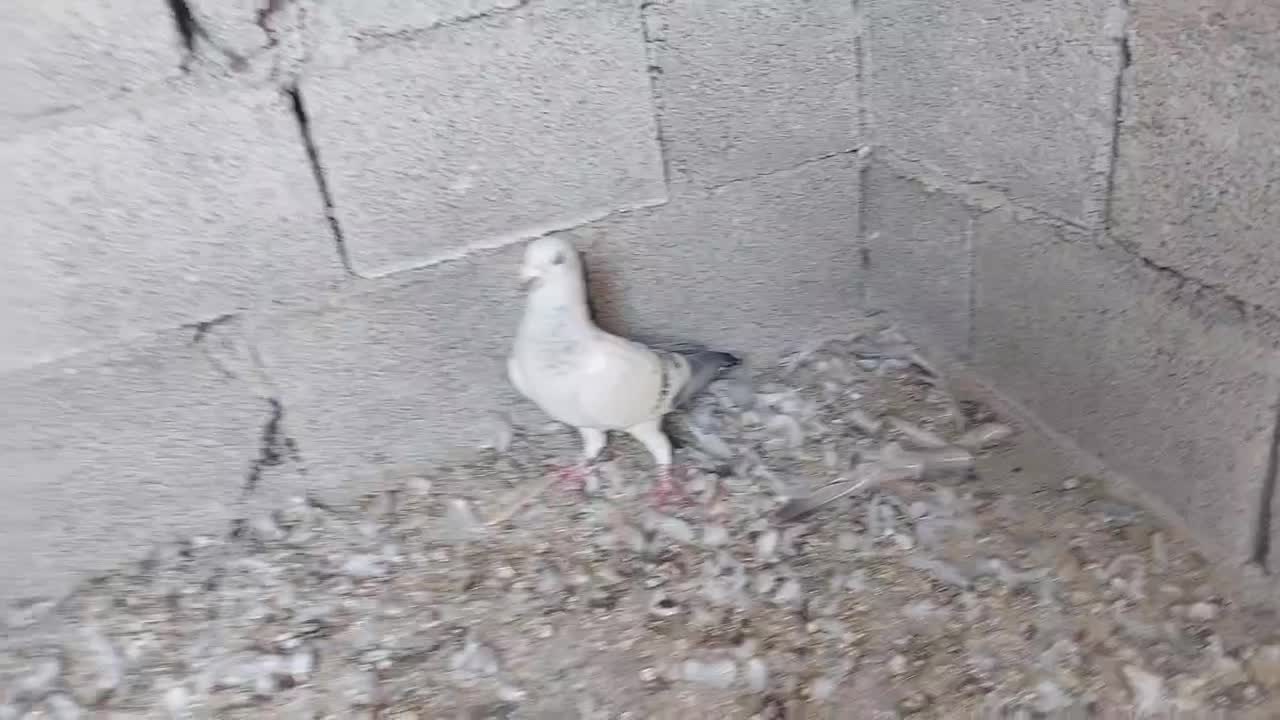 پرنده|پرنده|وحدتیه, |دیوار