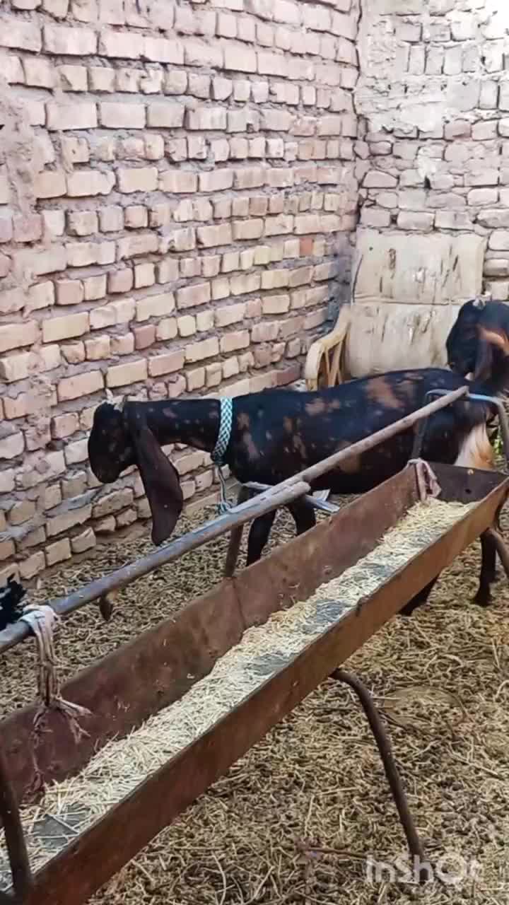 بزغاله پاکستانی کامورایی چهل خال بز نربز|حیوانات مزرعه|مشهد, آبکوه|دیوار