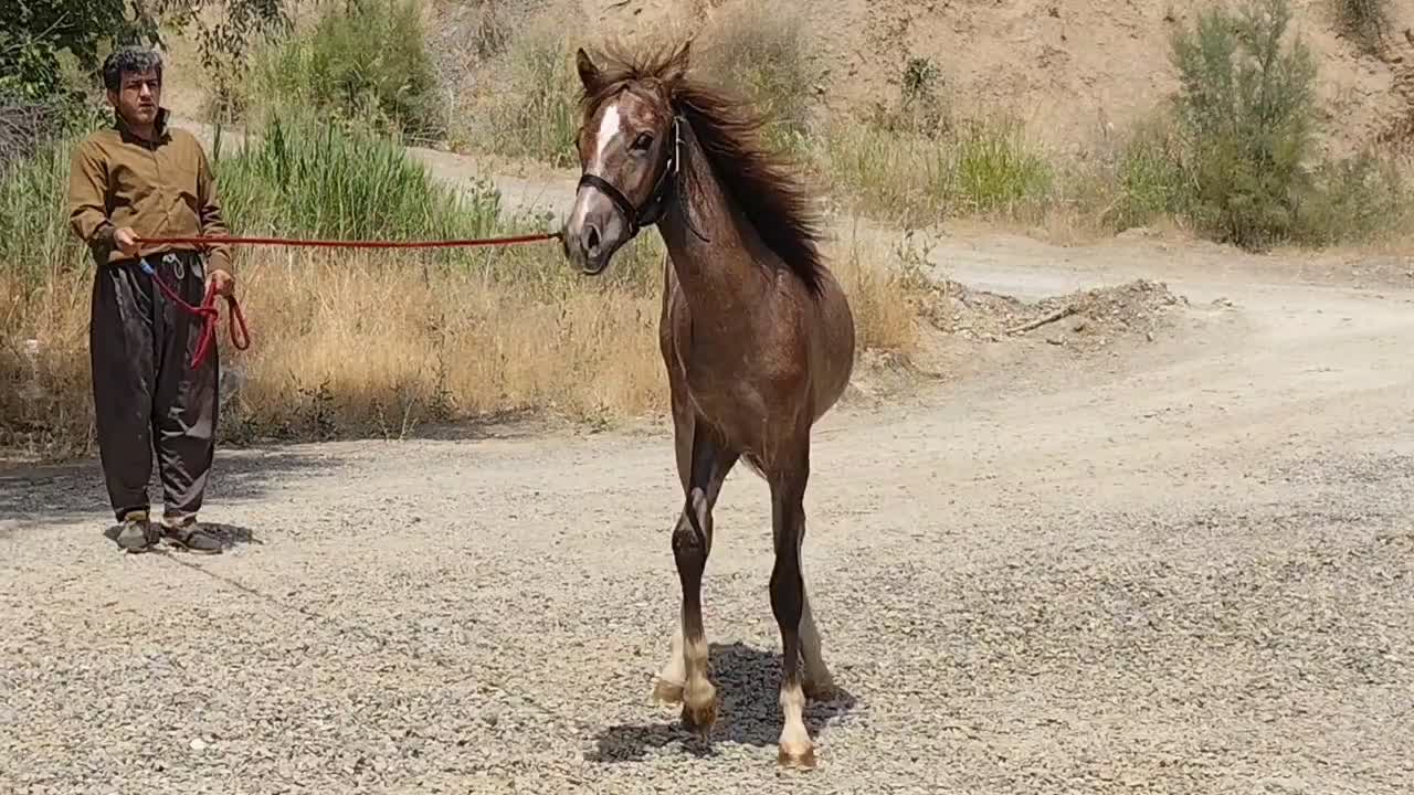 یک اسب و دو مادیون|اسب و تجهیزات اسبسواری|احمدآبادمستوفی, |دیوار