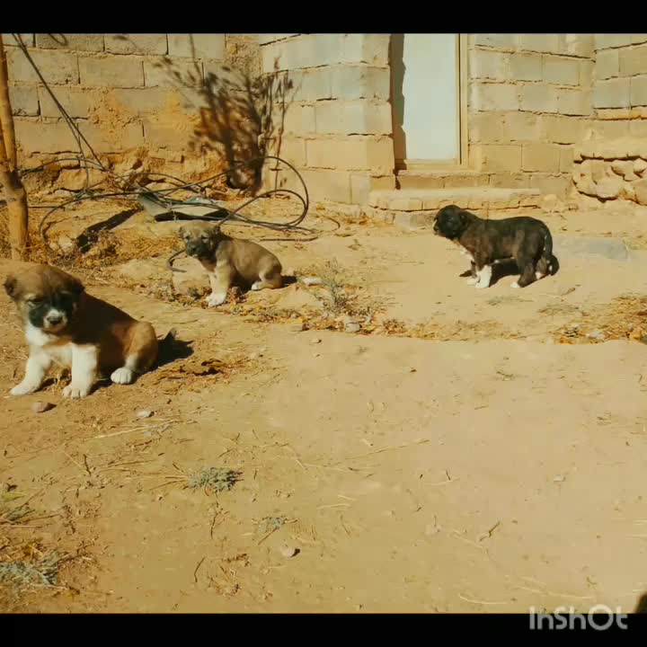 توله ماده|سگ|تربت جام, یحیی آباد|دیوار