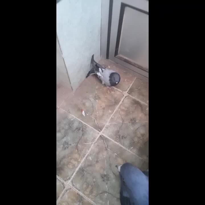 کفتر|پرنده|خمینی‌شهر, |دیوار