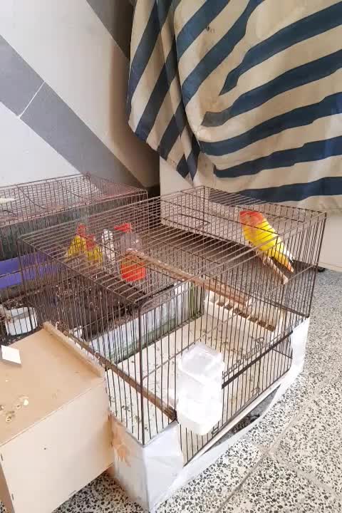 طوطی برزیلی اوپال مولد درشت|پرنده|اهواز, کیانشهر|دیوار