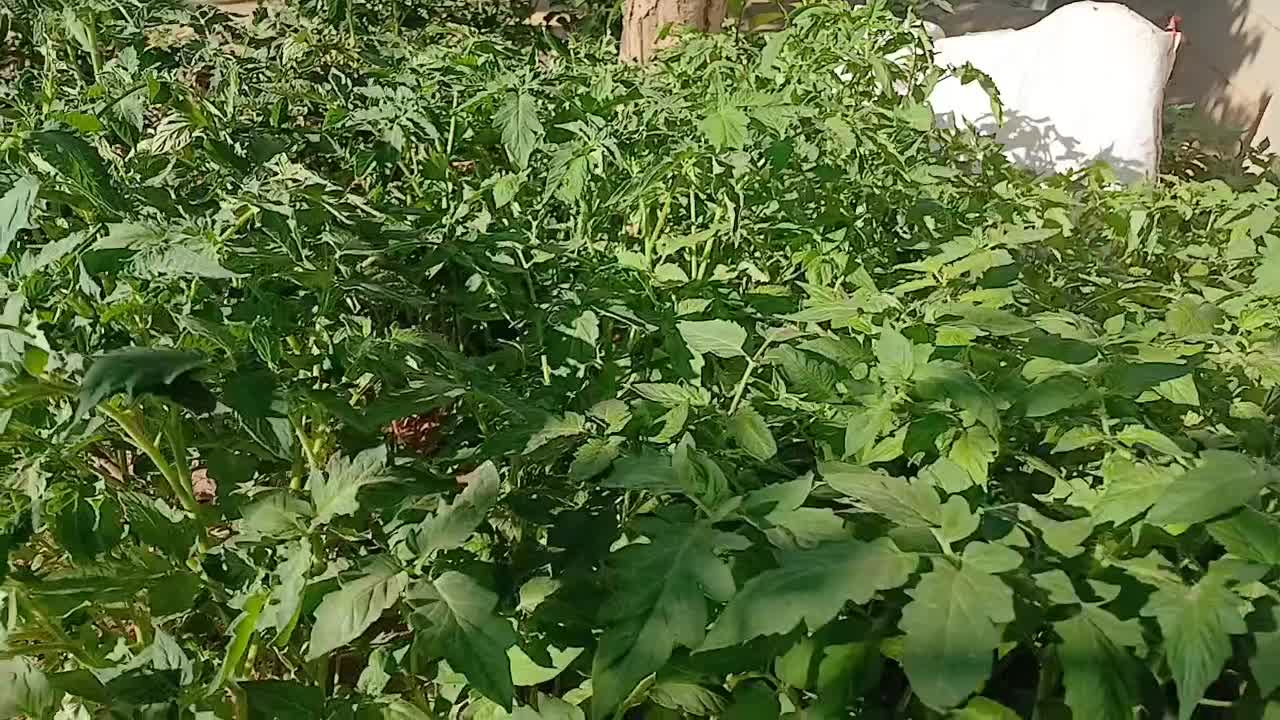 شتل گوجه‌فرنگی و فلفل|گل و گیاه طبیعی|شاهین دژ, |دیوار