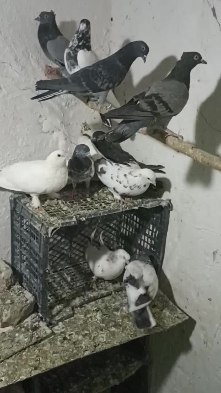 16عدد کبوتر خوب پرشی|پرنده|چهاردانگه (تهران), |دیوار