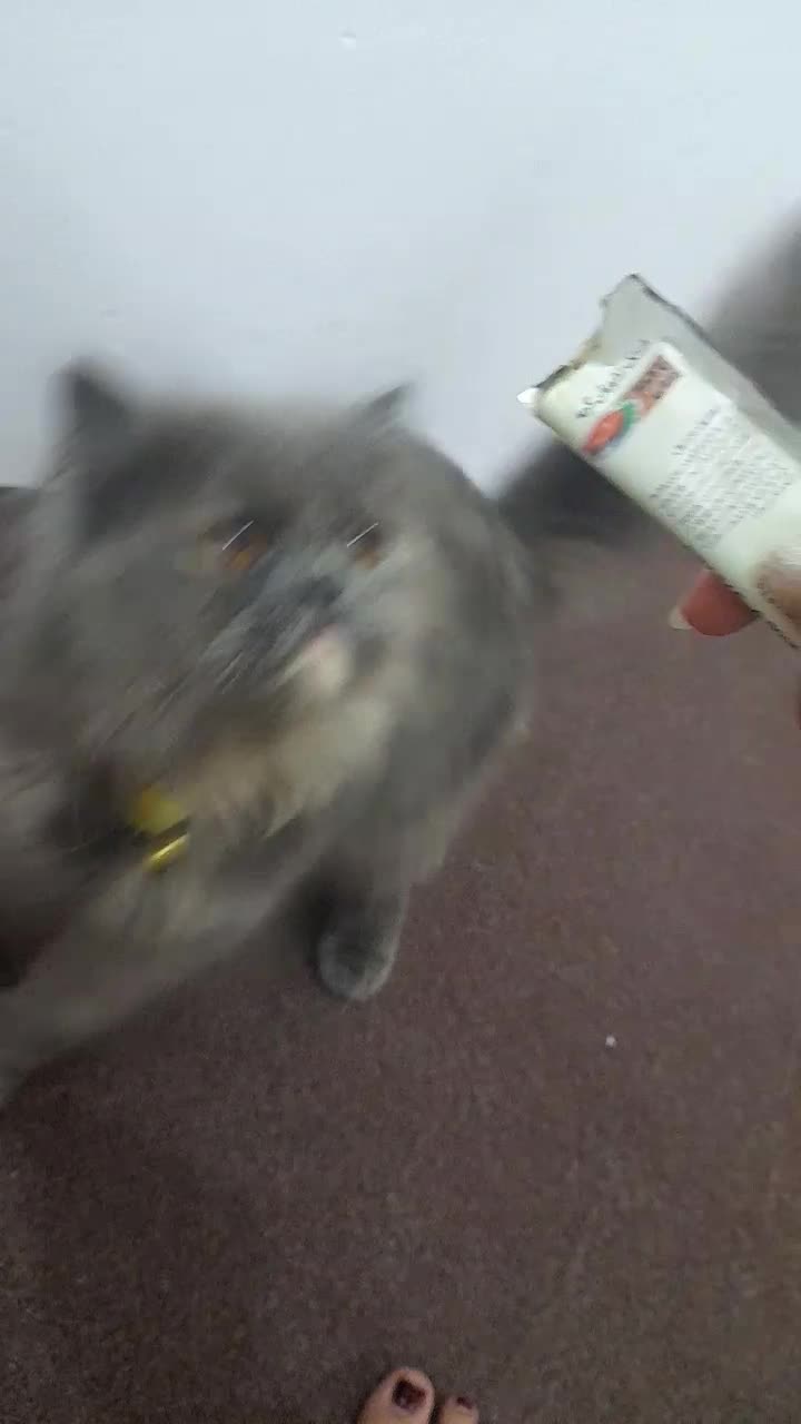 گربه خاکستری پرشین|گربه|بهشهر, |دیوار