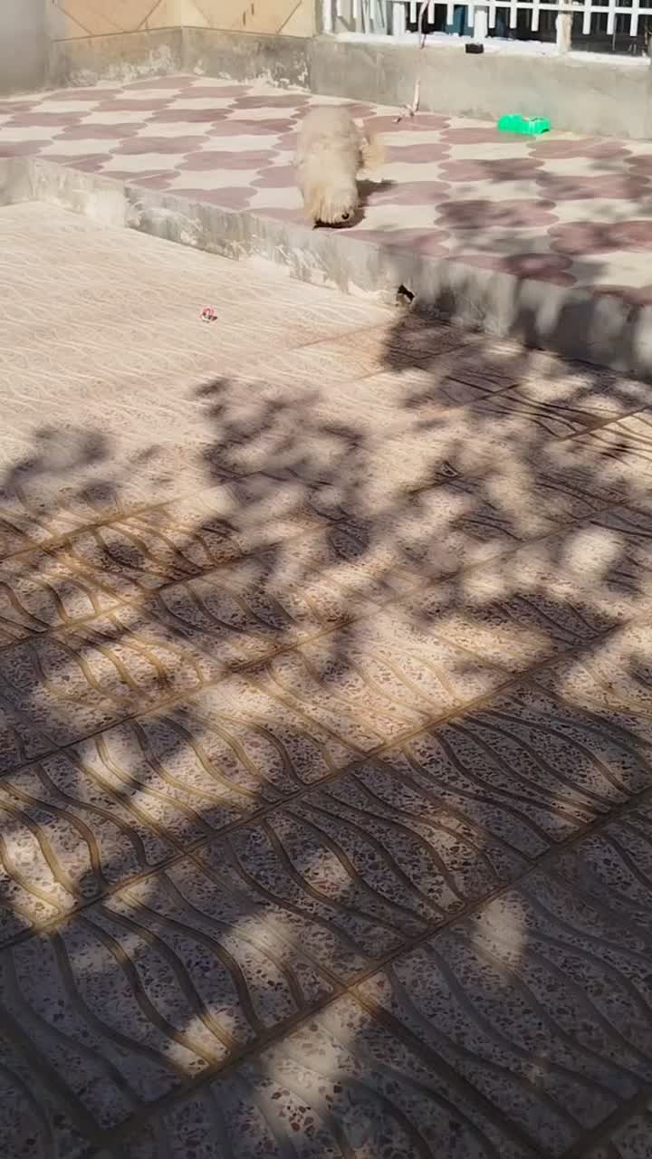 سگنژادشیتزوکراس،ونژاداشپیزپامر|سگ|شیراز, داریون|دیوار