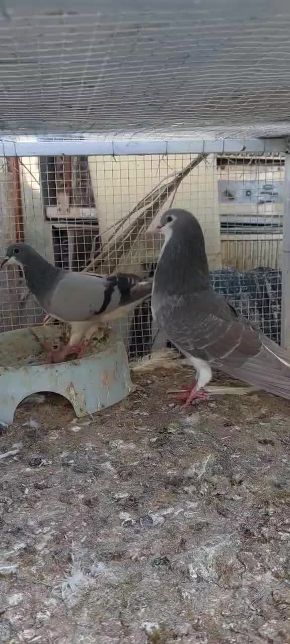 کفتر جفتی|پرنده|کیش, |دیوار