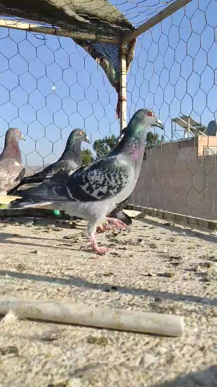 کفتر صید شب|پرنده|تربتحیدریه, طالقانی|دیوار