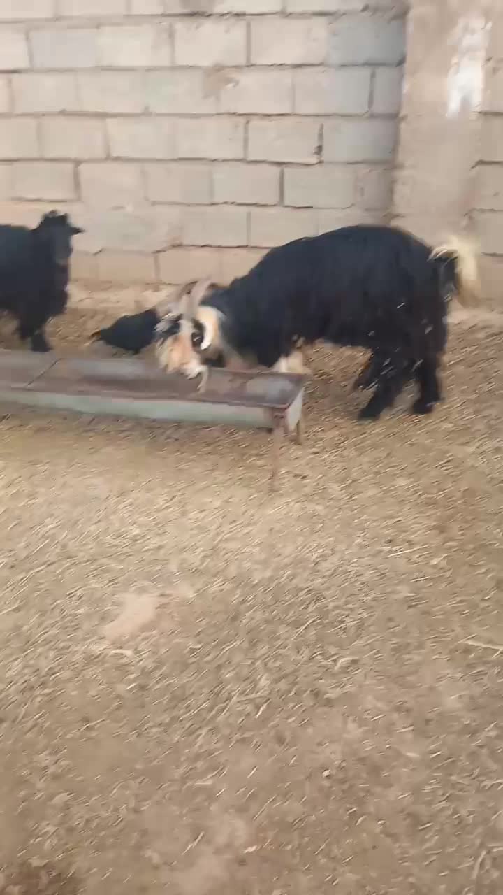 بزوبیگ|حیوانات مزرعه|شوشتر, |دیوار