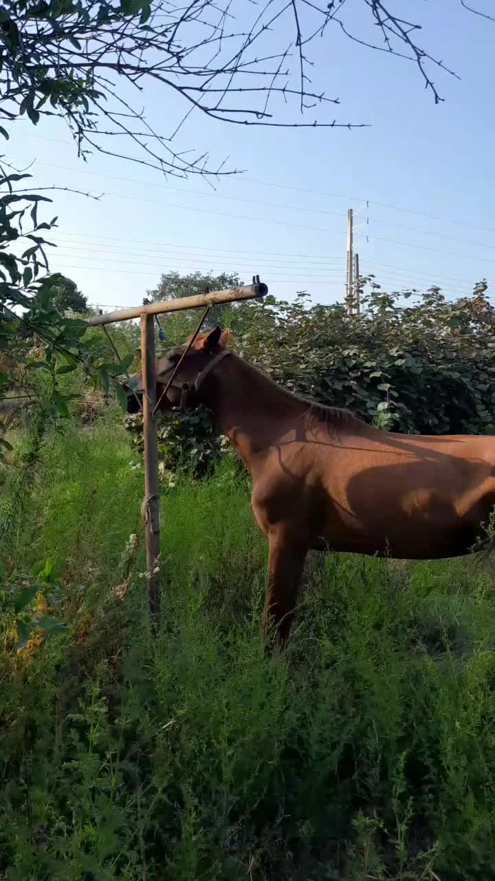 مادیان نژاد عرب|اسب و تجهیزات اسب‌سواری|دالخانی, |دیوار