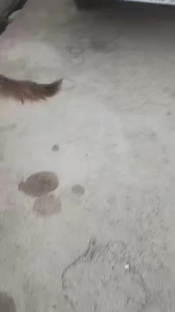 سگ ژرمن|سگ|هندیجان, |دیوار