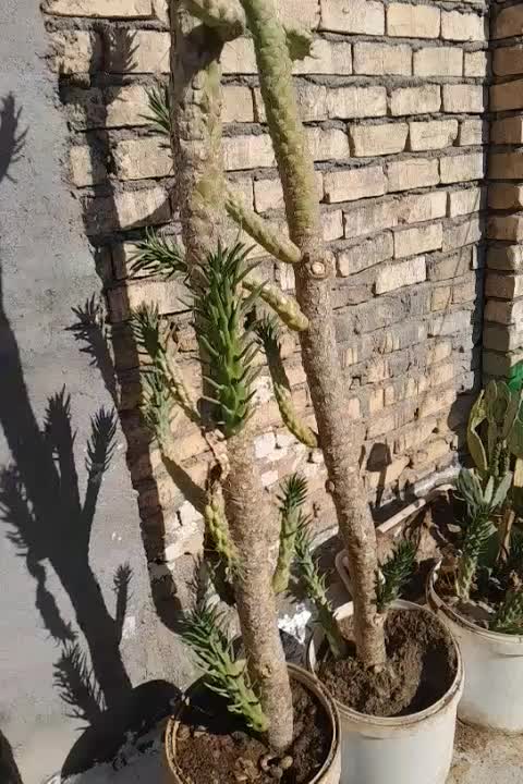 کاکتوس غول پیکر|گل و گیاه طبیعی|قم, امامزاده ابراهیم|دیوار