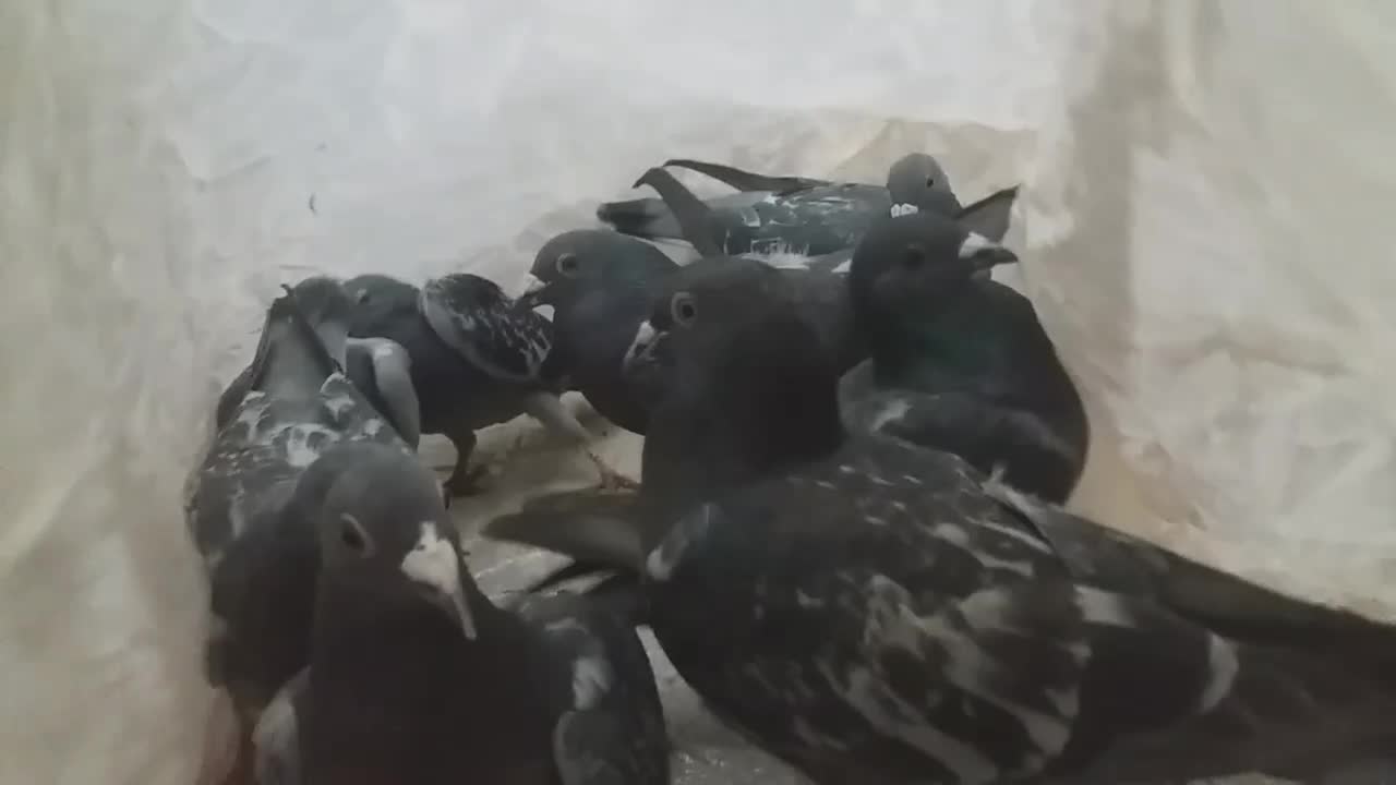 کبوتر|پرنده|لردگان, |دیوار