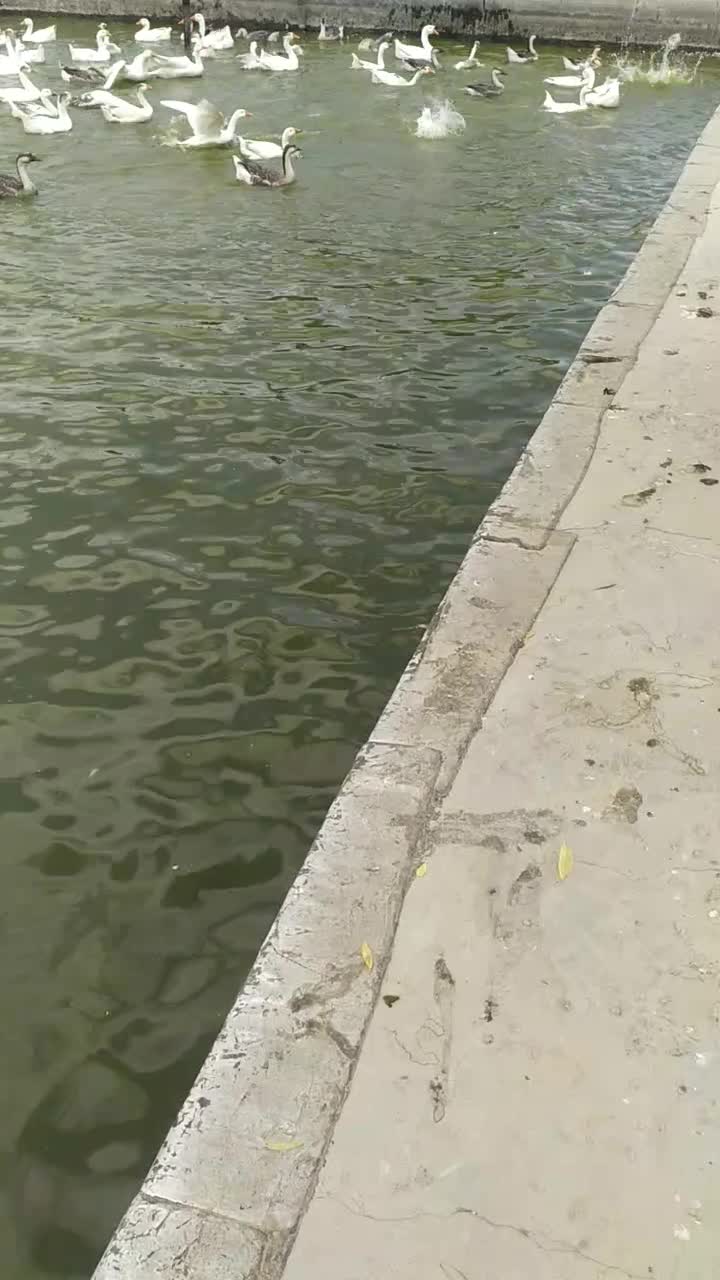 فروش تعدادی غوغاز سالم وچاق وتخم گذار|حیوانات مزرعه|خمین, |دیوار