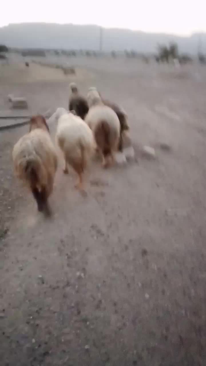 57 راس میش ترکی بختیاری بره دار و آبستن گلون گرم|حیوانات مزرعه|کازرون, |دیوار