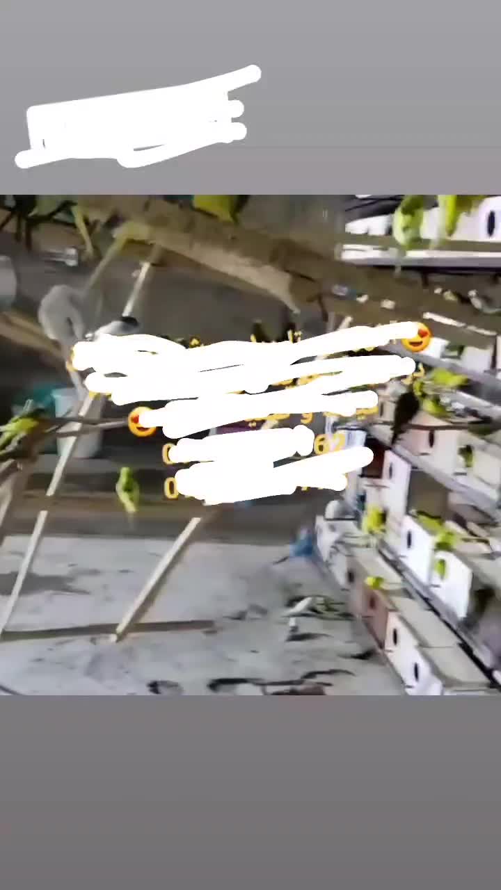 عروس هلندی باجوجه رام قناری فنج مرغ عشق مولدبرزیلی|پرنده|اردبیل, |دیوار