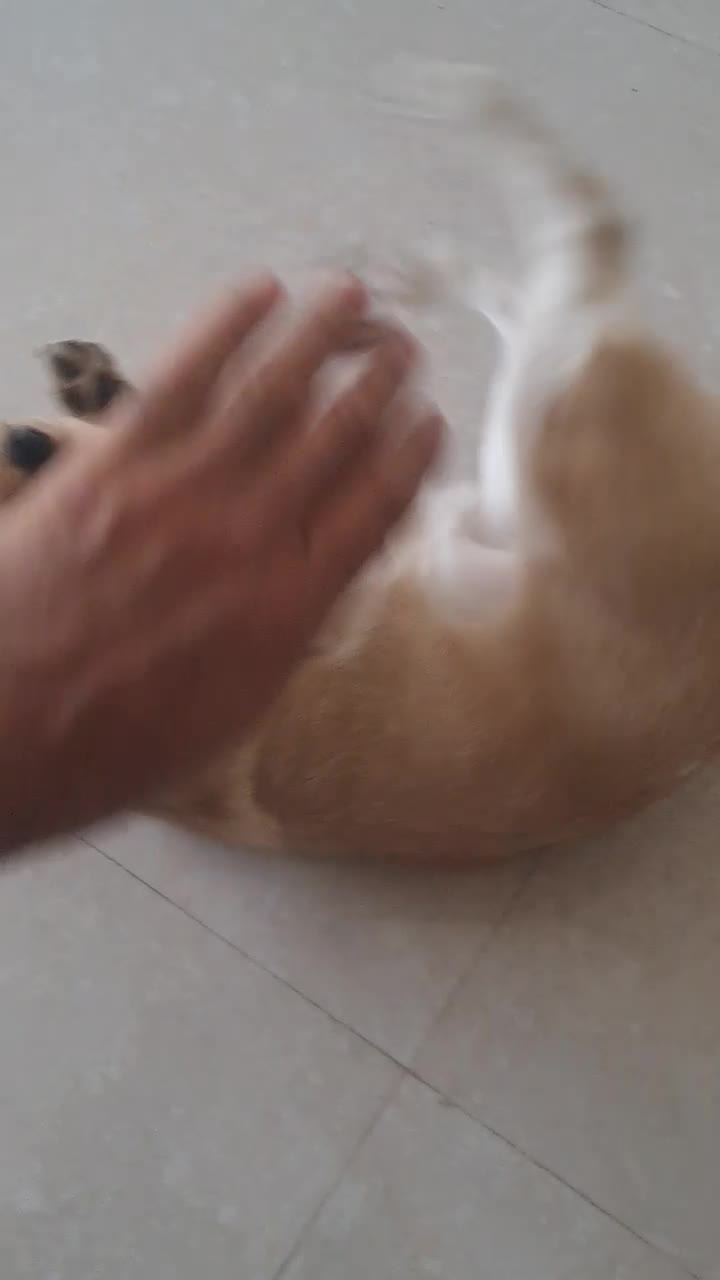 واگذاری هاپوی خانگی|سگ|آباده, |دیوار