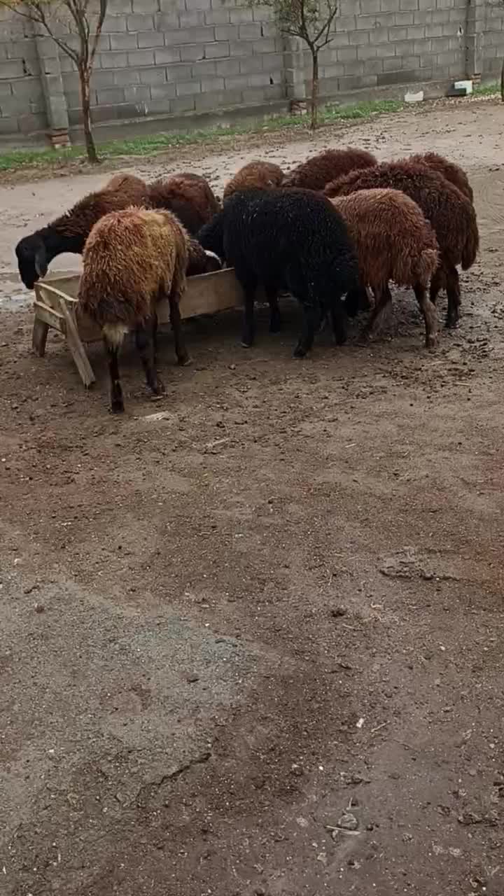 بره.توقلی. گوسفند|حیوانات مزرعه|سیمین شهر, |دیوار