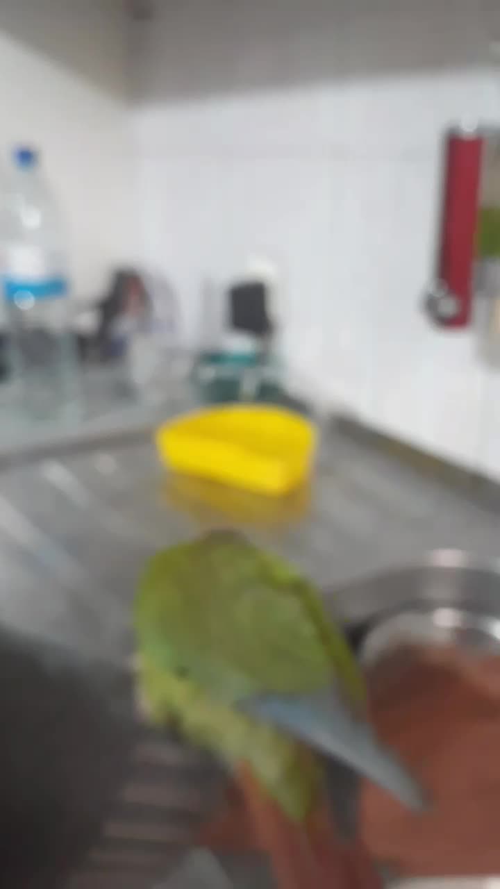 فروش گرینچیک و عروس هلندی|پرنده|همدان, |دیوار