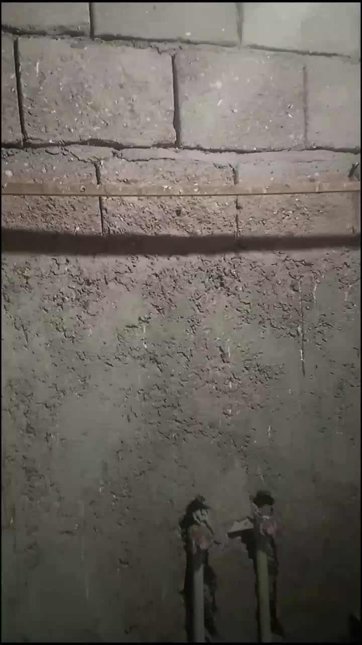 کفتر زاغ چشم نوک گرهن فول|پرنده|قشم, |دیوار