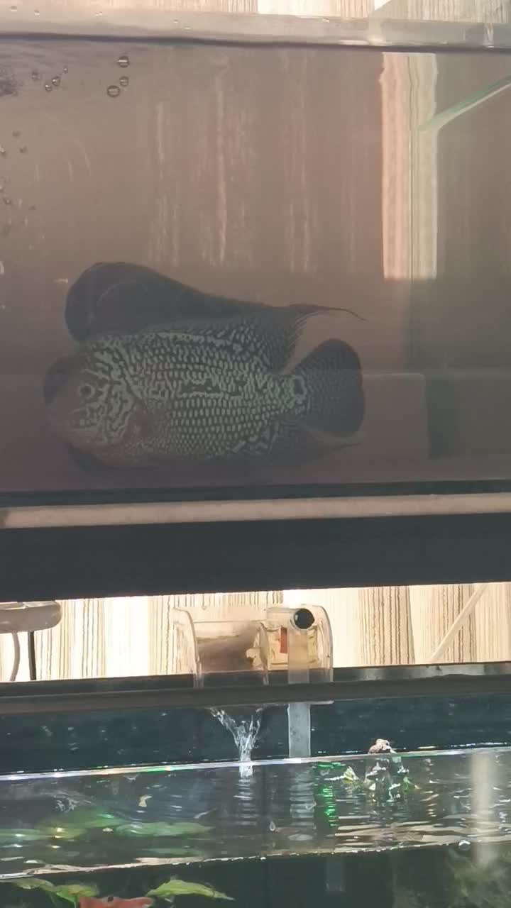 2تا ماهی فلاور کامفا|ماهی|ری, شهادت|دیوار