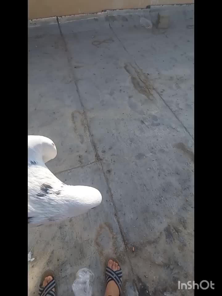 ی جفت نروماده کاشونی مست|پرنده|فولادشهر, فولادشهر|دیوار