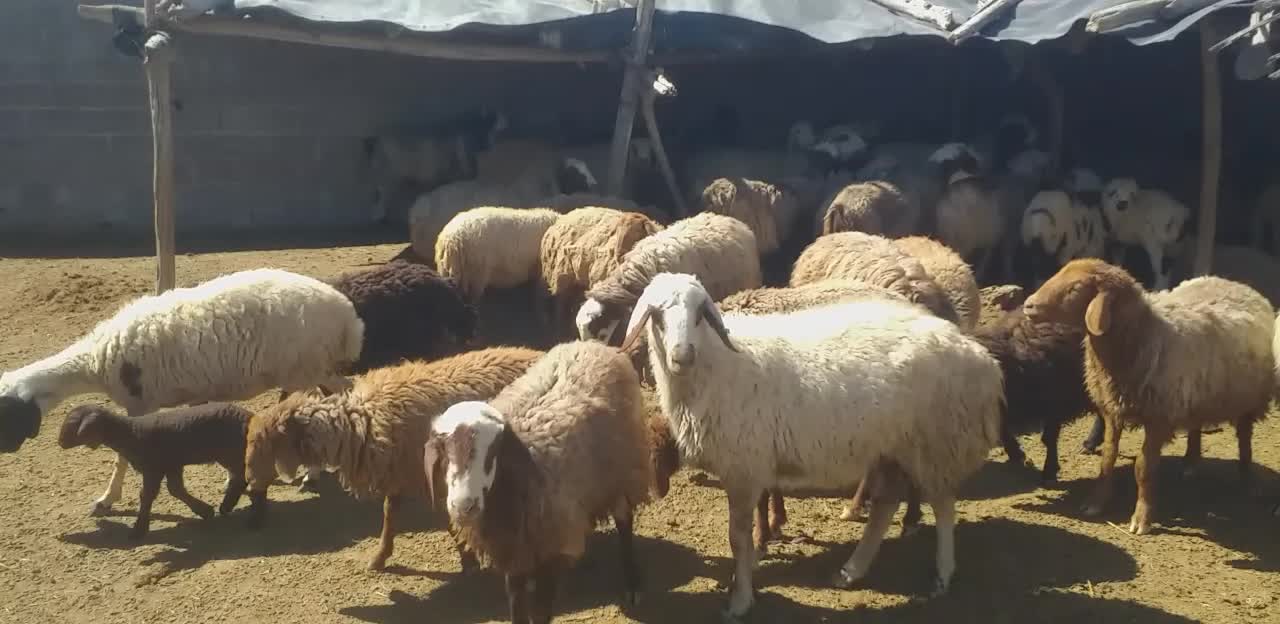 فروش شیشک میش بره دار قلمه وترکی|حیوانات مزرعه|لامرد, |دیوار