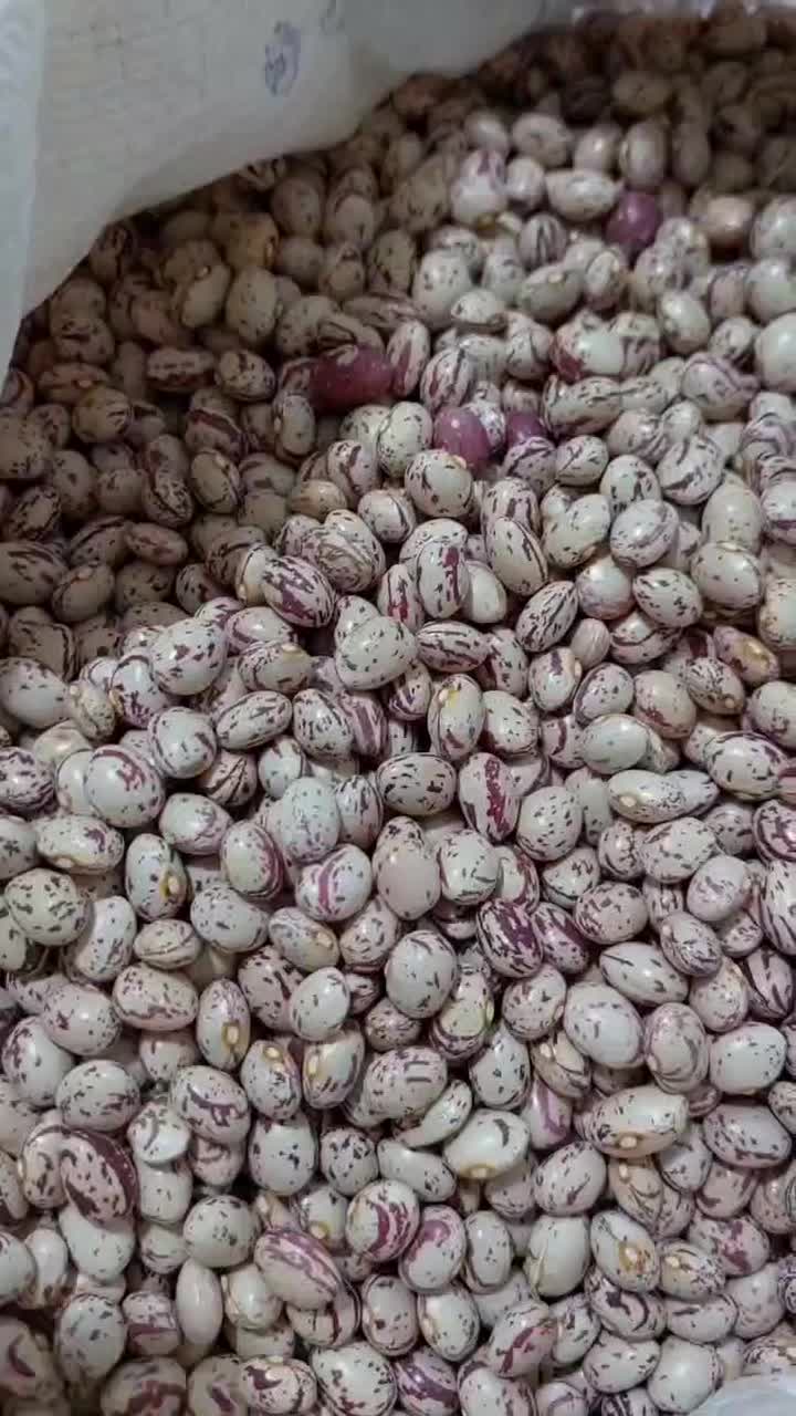 لوبیای دست چین سرحداقلید|خوردنی و آشامیدنی|سپیدان, |دیوار