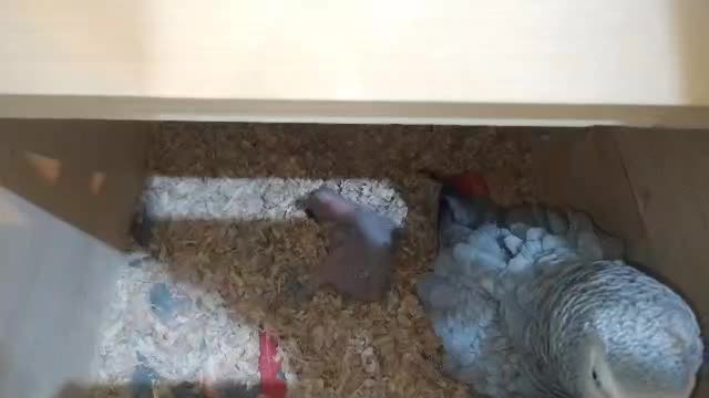 تخم نطفه دار طوطیسانان|پرنده|مشهد, آبادگران|دیوار