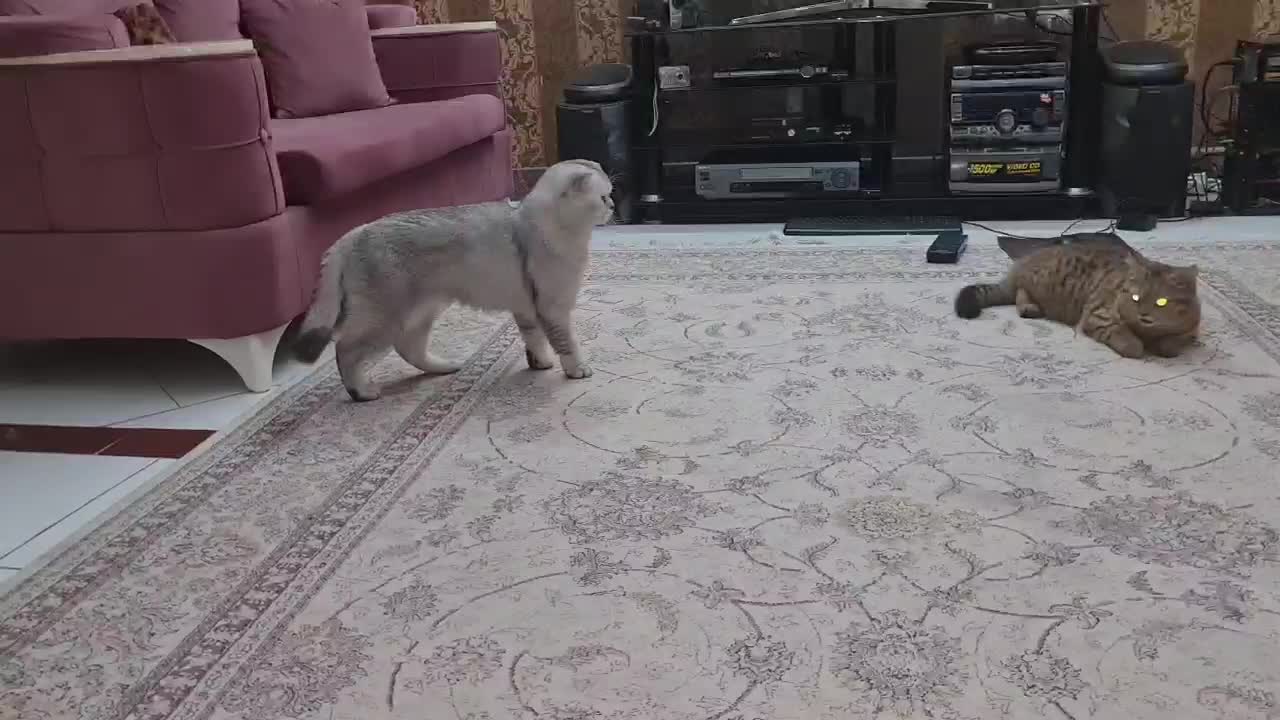 گربه نر اسکاتیش فولد سیلور کد ns11|گربه|کرج, گلشهر|دیوار