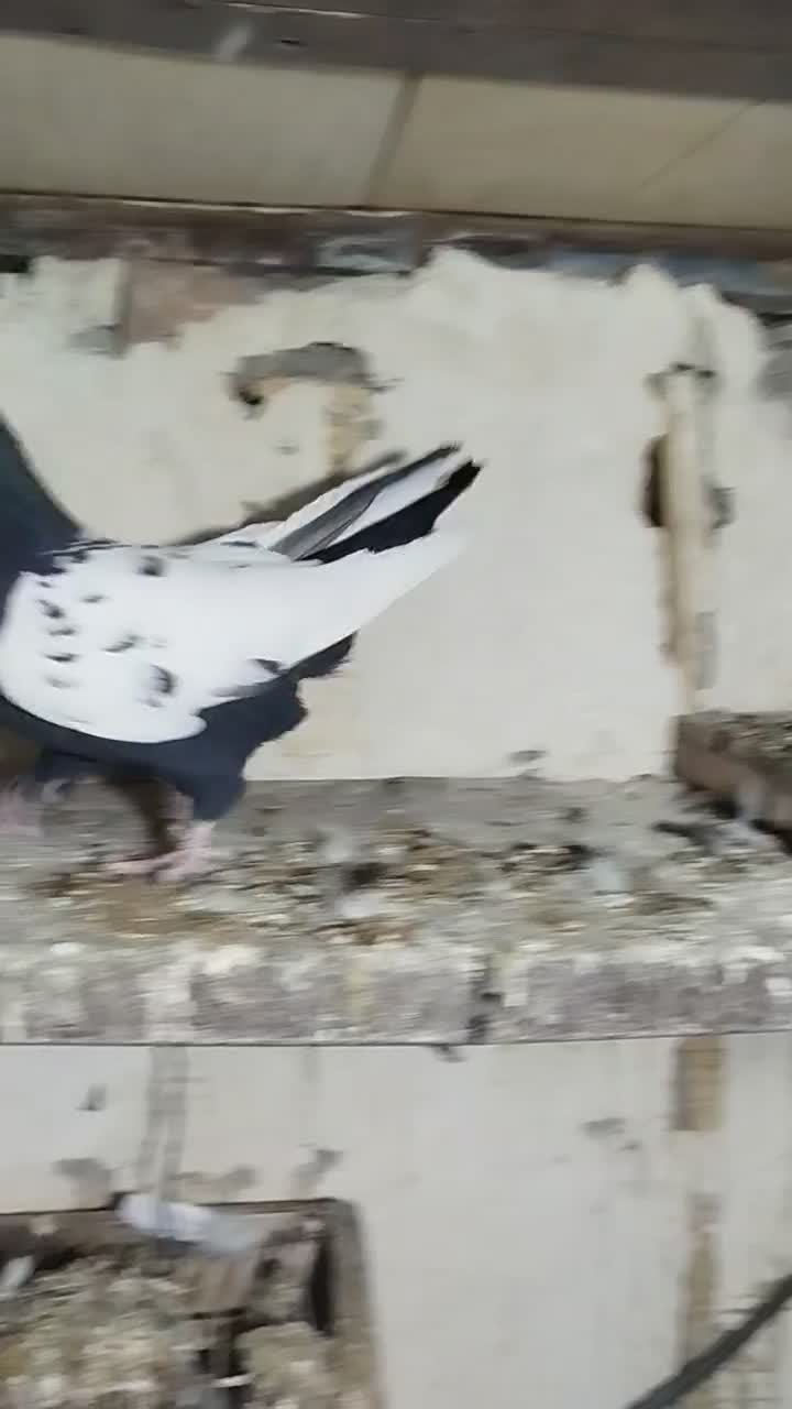 کبوتر رنگی|پرنده|الوند, |دیوار