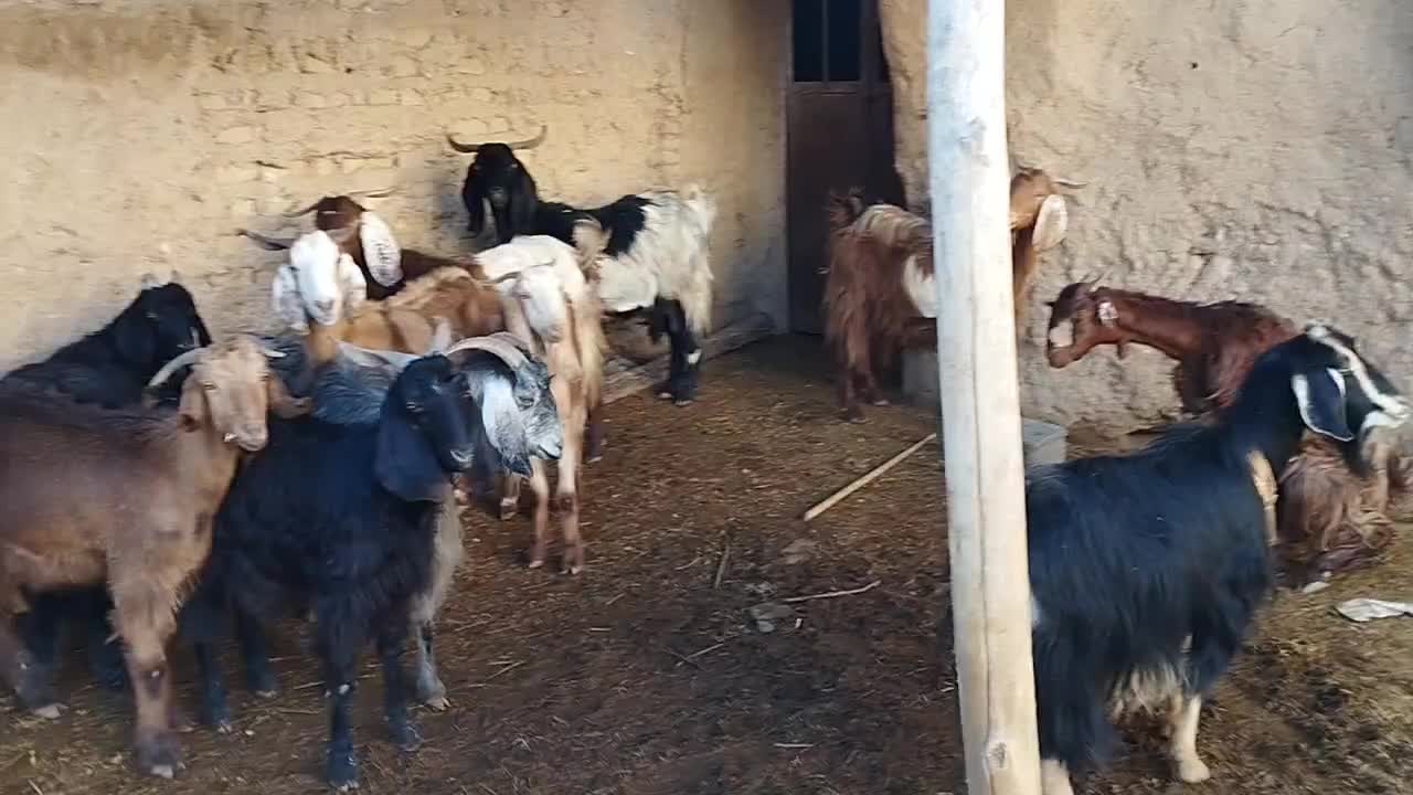 گوسفند|حیوانات مزرعه|شیبکوه (فارس), |دیوار