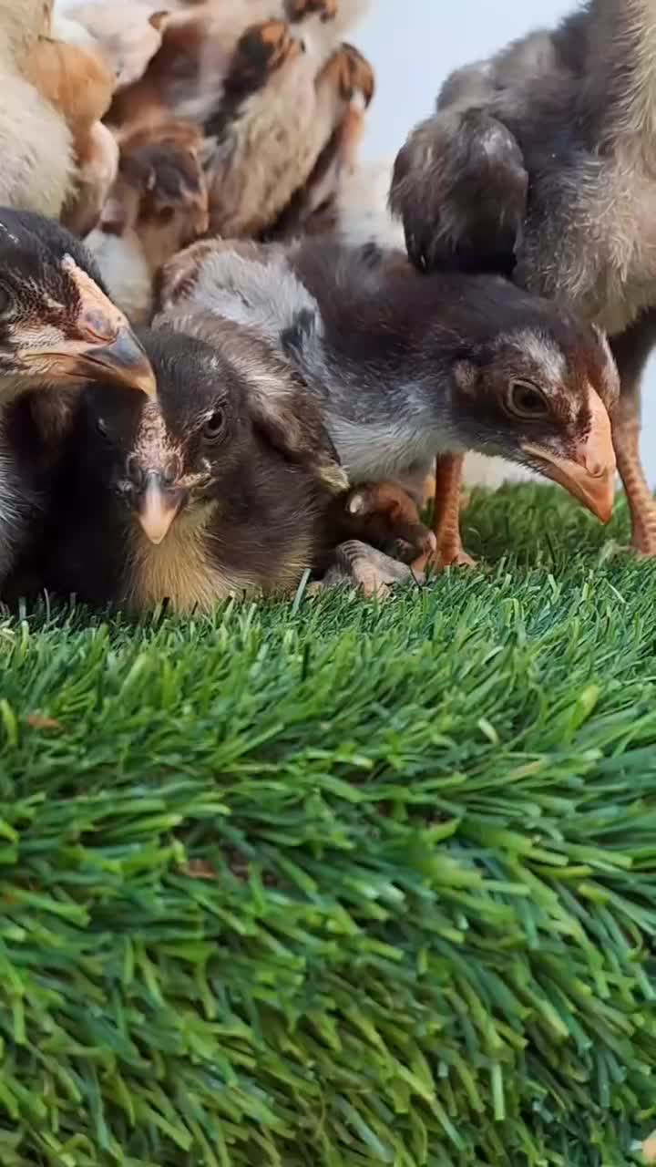 خروس و مرغ لاری اصل نژاد افغان|حیوانات مزرعه|خاش, |دیوار