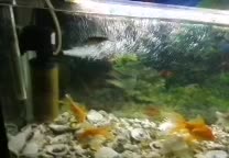 آکواریوم با ماهی|ماهی|بیرجند, |دیوار