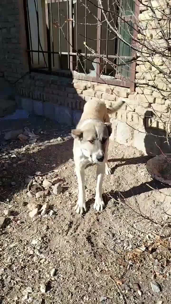 سگ قله|سگ|مراغه, |دیوار