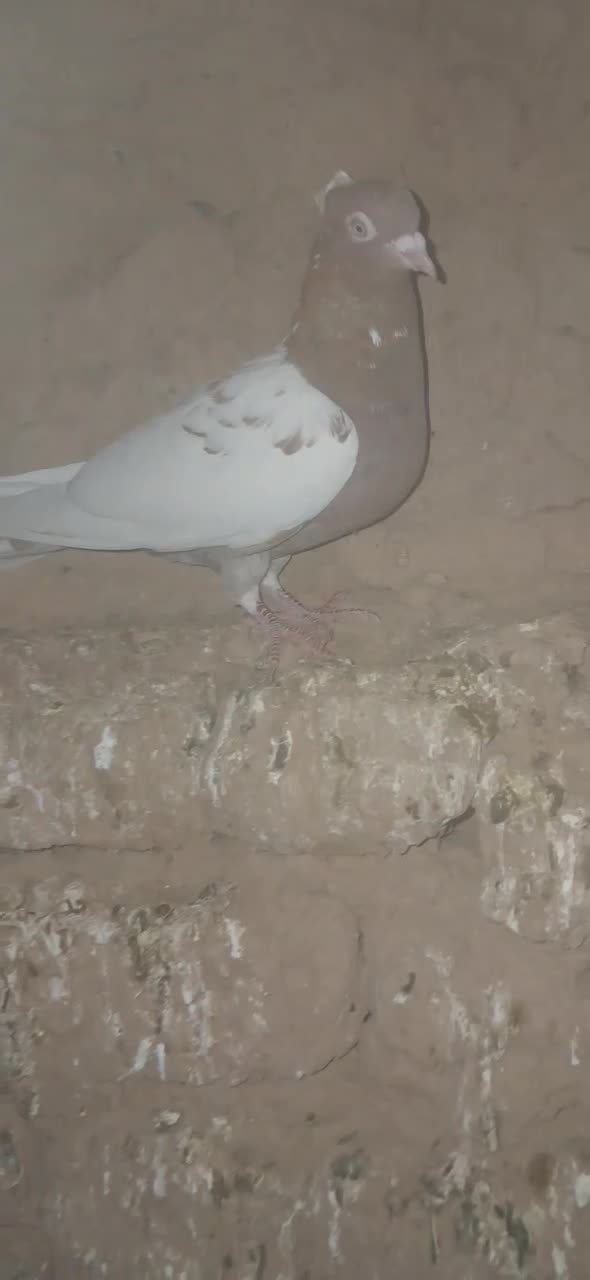 کفتر|پرنده|بردسکن, |دیوار